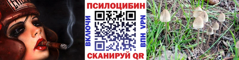 Псилоцибиновые грибы Psilocybe  Черкесск 